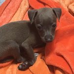 [강아지] 우리집개 이탈리안그레이하운드 <b>바비</b>를 소개합니다!