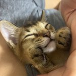 [고양이] ** 아비시니안 아깽이 <b>밤바</b>자랑-3