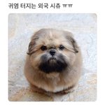 [이것좀봐줘] 친구들아 ㅠㅠ 반려동물 보유세 <b>반대</b> <b>청원</b>에 동의를...