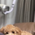 [강아지] <b>울</b><b>집</b> 꼬미가 이만큼 컸어요:)