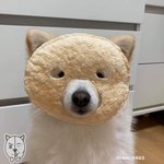 [댓글부탁해] 에어팟 <b>철가</b>루 스티커