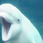 [모두드루와] 남<b>돌</b> 논란 생긴 <b>뒤</b> 태도 더 극혐인거 순서대로 쓰고가셈