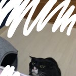 [드루와] 고양이 <b>사냥</b> 직전이라 눈 커짐 ㅋ ㅠㅠㅠ