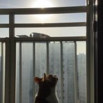 [고양이] 울냥이 조카 귀<b>여미</b>임