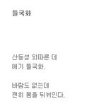 가을 들국화