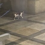 [고양이] 김아가네/ 한마리가아니야..