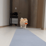 같이놀던 주인이 갑자기 사라졌을때 강아지 표정변화