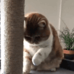 [EXO] 근데 얘드라 이시간에 누가 쥐코노래