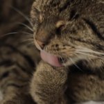[드루와] 애옹이는 어쩜 <b>그루</b><b>밍</b>하는것도