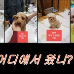 [강아지] 번식장 아이들 추가 구조