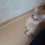 [꼭조언부탁] 5개월 된 고양이 혼자