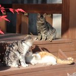 [고양이] 시골 사는 고양이들이에요[일상]+움짤 추가