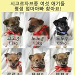 [강아지] <b>산속</b>에서 구조된 꼬맹이들
