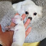 [강아지] <b>번식</b>장에서 구조된 어미견 폴라