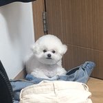 [강아지] 털 찐 <b>비숑</b>이 보고 가세요!