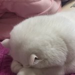[조언부탁해] 지금 <b>불닭</b>먹어말어