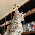 우리집 호두랑 콩이 2