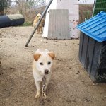 [강아지] <b>보호소</b>에서 컸어요