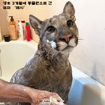 <b>집사</b>가 생겨버린 퓨마