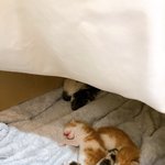 [고양이] 김아가네/거짓말이라해주세요
