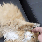 [고양이] 고양이<b>종류</b>가 어떻게 될까요?