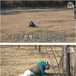 기어서 <b>산책</b>하는 강아지