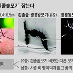 [착한모기] 대한민국에만 있는 완전 착한 모기.. ㄷㄷㄷ...