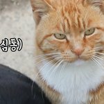 ㅃㄹ 밤 셀까말까 추반