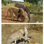 동물의 왕국 실화냐