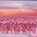 <b>케냐</b> 여행 중 찍은 사진이 예술임..