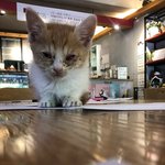[댓글부탁해] 길거리캐스팅되서 스타된 냥이 얘기