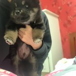 [반려동물] 보신탕용으로 키우고 있는 <b>꼬물</b>이 둘을 구조했어요