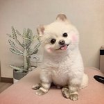 (88년생부사장)강아지가 많이 뚱뚱한<b>지요</b>?