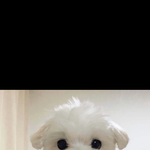 이거 원본 있는 <b>사라</b>