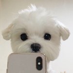 트위터 영상<b>편집</b> 어떻게 해?
