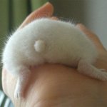 햄스터 <b>뒤</b>꽁무니 <b>본</b> 적 있니?