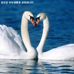 일부일처제 하는 동물들