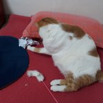 나의 동거묘 <b>도칠</b>이 설날맞이 일상들