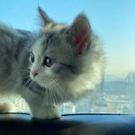 고양이 연애사에 <b>참견</b>하면 안되겟죠..