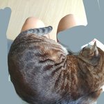 [댓글부탁해] 고양이 <b>다리위</b>에 올라옴..