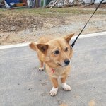 [강아지] 7남매와 보호소로 들어왔습니다