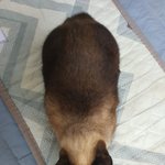 [댓글부탁해] 울 고양이 조카 커<b>여움</b>