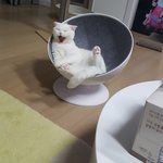 [모두드루와] 볼빨간사춘기 <b>안지영</b> 반려묘 이름이 레오인데