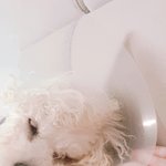 <b>허니콤</b>보 시키고