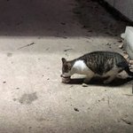 길냥이한테 <b>고양이용</b> 참칰ㄴ 줬는데