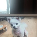 <b>이</b> <b>강아지</b> 무슨 종인지 아는분!!