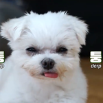 <b>이</b> <b>강아지</b>가 안 귀엽다고?