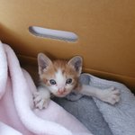 [구경하구가] 우리 집 고양이 보고가셈(존귀