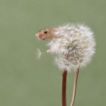 [꼭조언부탁] 퓨처리스트랑 <b>더블</b>래스팅 파데 둘다 써보신분