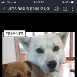 이 강아지 <b>현빈</b> 닮았지 않냐